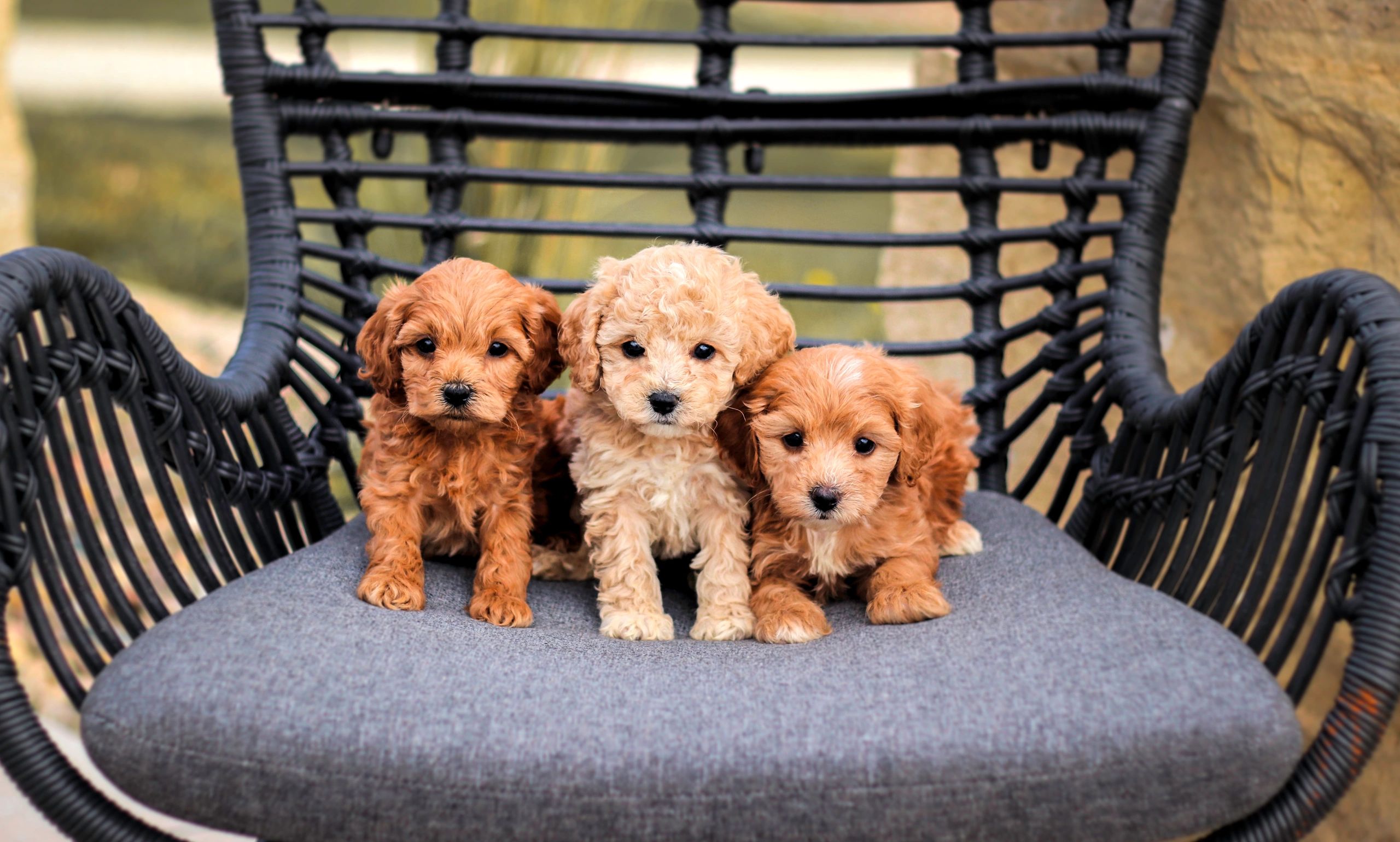 Cavapoochon puppies for hot sale sale near me